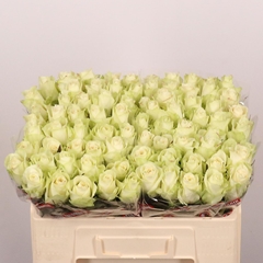 Rosa Athena 50cm