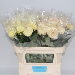 Chrysanth Single Avignon 72cm 80gr.
