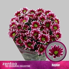 Chrysanth Spray Haydar 70cm 80gr.