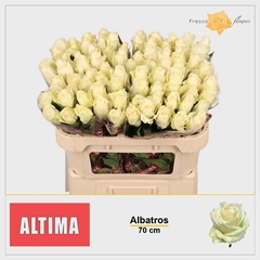 Rosa Albatros 70cm