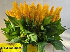 Celosia Century Yellow 65cm