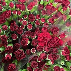 Dianthus Spray Chateau 60cm