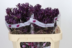 Anigozanthos Bush Merlot 70cm