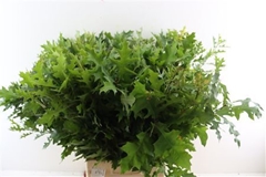Quercus Palustris 80cm
