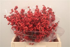 Ilex Verticillata 60cm