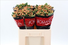 Hypericum Mellow Romance 60cm