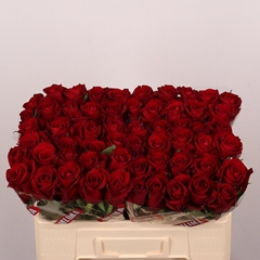 Rosa Ever Red 50cm