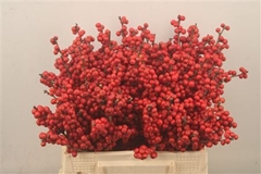 Ilex Verticillata 40cm