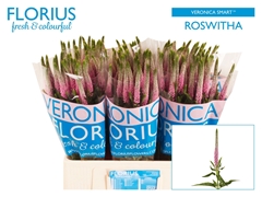 Veronica Clea Roswitha 60cm