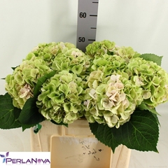 Hydrangea My Beautiful Matcha Classic 50cm 15-17cm Hd