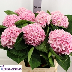 Hydrangea My Beautiful Matcha 80cm 15-17cm Hd