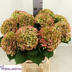 Hydrangea My Beautiful Vienna Classic 60cm 15-17cm Hd