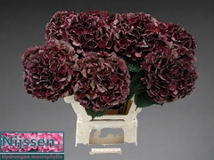 Hydrangea Dark Ruby Classic 60cm 14-16cm Hd
