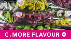 Cymbidium Mix 60cm