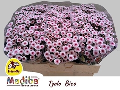 Chrysanth Santini Madiba Tyolo Bico 55cm 44gr.