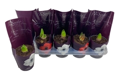 Hippeastrum Mix 12Ø 20cm
