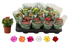 Kalanchoe Double Rosaline Mix 7Ø 15cm