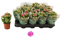 Kalanchoe Double Rosalina Nando Pink 7Ø 17cm