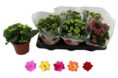 Kalanchoe Double Rosaline Mix 15Ø 27cm