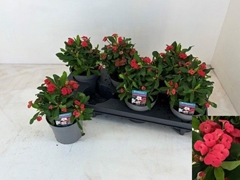 Euphorbia Vulcanus 13Ø 20cm
