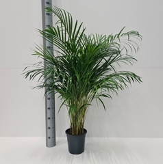 Dypsis Lutescens 21Ø 120cm