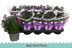 Aster Starletta Mix 12Ø 25cm