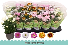 Chrysanth Mix 5 Colours 9Ø 22cm