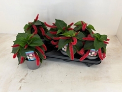 Acalypha Hispida 13Ø 16cm