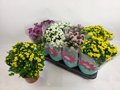Chrysanth Madiba Mix 14Ø 28cm