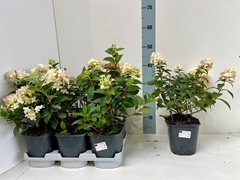 Hydrangea Paniculata 16Ø 35cm