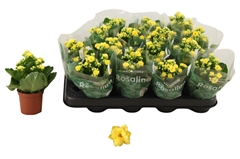 Kalanchoe Double Rosalina Amarillo Yellow 7Ø 15cm