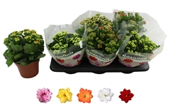 Kalanchoe Double Rosaline Mix 15Ø 27cm