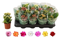 Kalanchoe Double Rosaline Mix 7Ø 15cm