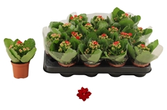 Kalanchoe Double Rosalina Don Justino 7Ø 15cm