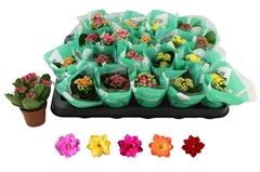 Kalanchoe Double Rosaline Mix 6Ø 12cm