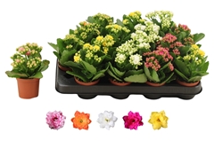 Kalanchoe Double Rosaline Mix 7Ø 15cm