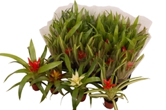 Guzmania Mix 5Ø 15cm