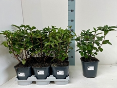 Hydrangea Paniculata 16Ø 30cm