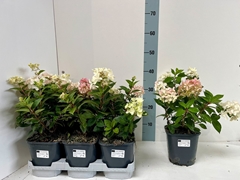 Hydrangea Paniculata 16Ø 35cm