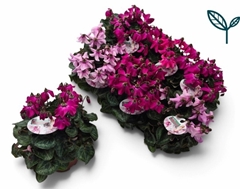 Cyclamen Super Serie Pettico 10Ø 20cm