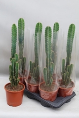 Cereus Pe Florida 17Ø 100cm