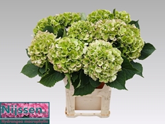 Hydrangea Verena Classic 80cm 20-22cm Hd