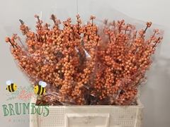 Ilex Verticillata Winter Gold 60cm