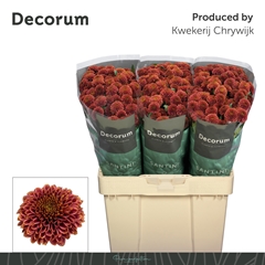 Chrysanth Santini Doria Cherry 55cm 46gr.