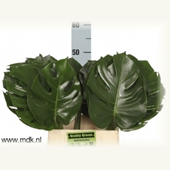 Monstera Leaf 50cm 23cm Hd