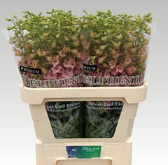 Delphinium Single Pink Sensation 80cm
