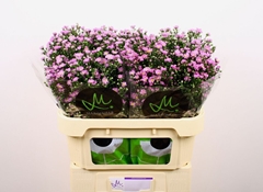 Aster Teeny Tiny Pink 70cm 20gr.