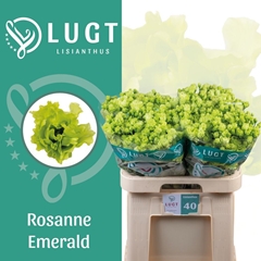 Eustoma Double Rosanne Bright Green 70cm