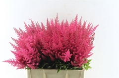 Astilbe Else Schluck 60cm