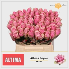 Rosa Athena Royale 40cm